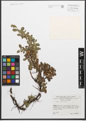 Foto von Salix retusa L.